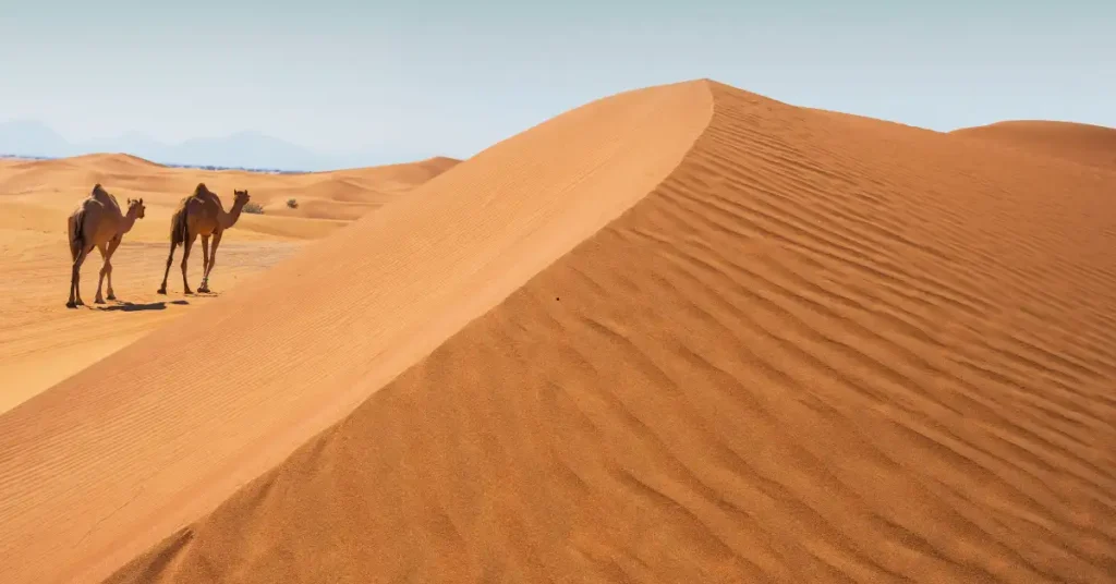 Desert Safari Tour Company Dubai